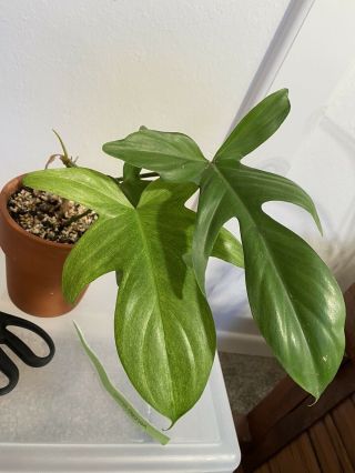 Philodendron Florida Ghost Rare Aroid Houseplant