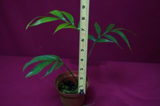 Monstera Subpinnata Rare Aroid Plant Philodendron Anthurium 2