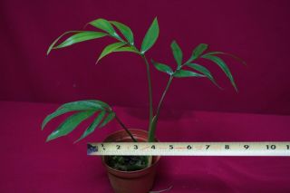 Monstera Subpinnata Rare Aroid Plant Philodendron Anthurium 3
