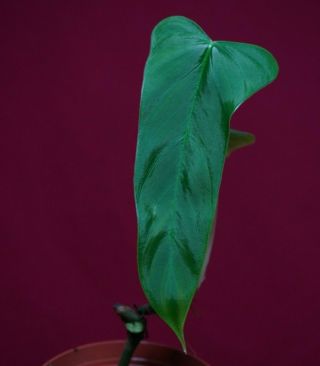 Philodendron Acuminatissimum Rare Aroid Monstera Anthurium