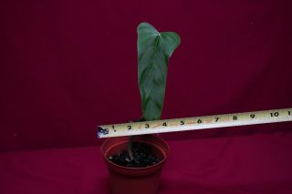 Philodendron Acuminatissimum Rare Aroid Monstera Anthurium 2