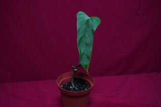 Philodendron Acuminatissimum Rare Aroid Monstera Anthurium 3