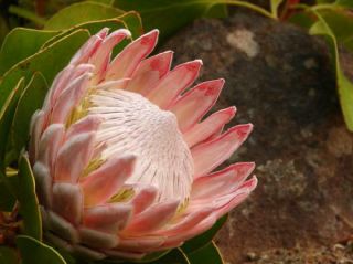 Protea Cynaroides Seeds - Rare South African Shrub - Remarkable Flowers