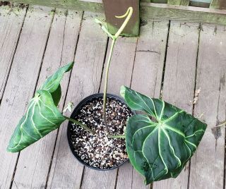 Anthurium Magnificum Rare Aroid Large Velvety Leaves