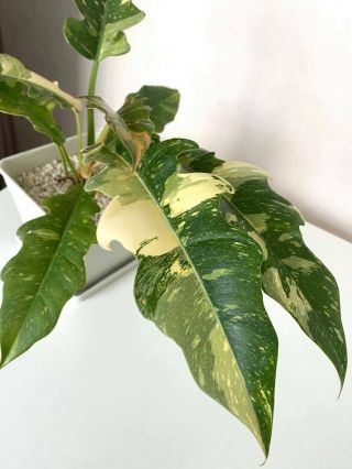 Rare Philodendron Ring Of Fire Variegated Plant