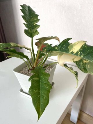 Rare philodendron ring of fire variegated plant 2