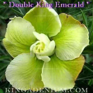 Adenium Obesum Desert Rose " Double King Emerald " 20 Seeds Fresh Rare Hybrid