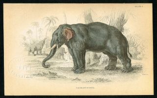1842 Elephant Of India,  Hand - Colored Antique Engraving Print - Lizars