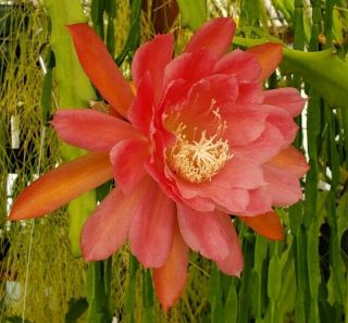 Epiphyllum ' American Sweetheart ' Rooted Cutting - Rare Orchid Cactus 2