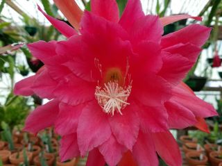 Epiphyllum ' American Sweetheart ' Rooted Cutting - Rare Orchid Cactus 3