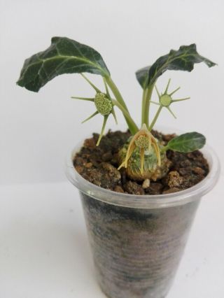 Dorstenia Foetida 50 Rare Caudex Succulents Seeds,  Season 2020