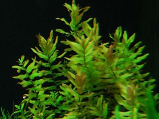 3 Stems Rotala Macranda Green Live Aquarium Plants S/h Rare