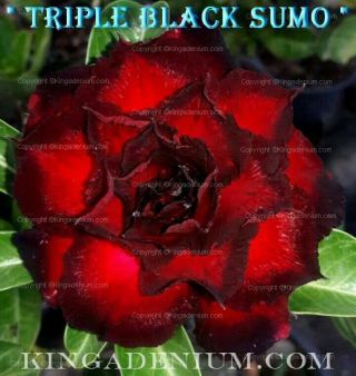Adenium Obesum Desert Rose " Triple Black Sumo " 20 Seeds Fresh Rare Hybrid