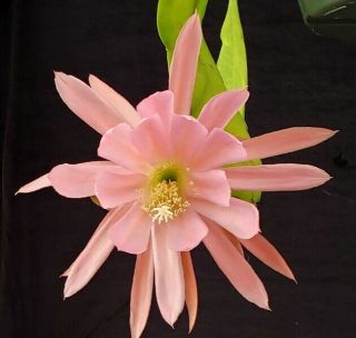 Epiphyllum ' Honey Belle ' Rooted Cutting - Rare Orchid Cactus 2