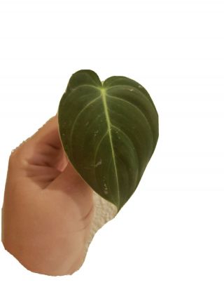 Philodendron Melanochrysum Rare Aroid Velvety Leaf Very Well Rooted