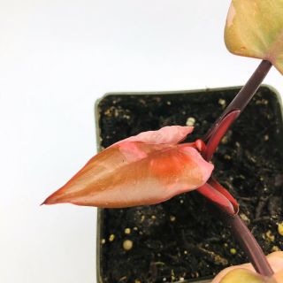 Variegated Philodenron Pink Princess Cutting Rooted Live Rare Plant
