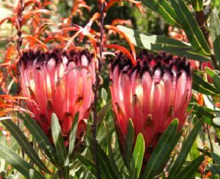 Protea Neriifolia Seeds - Rare South African Shrub - Remarkable Flowers