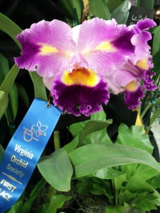 Rare Cattleya Orchids - Lc Oprah Winfrey 