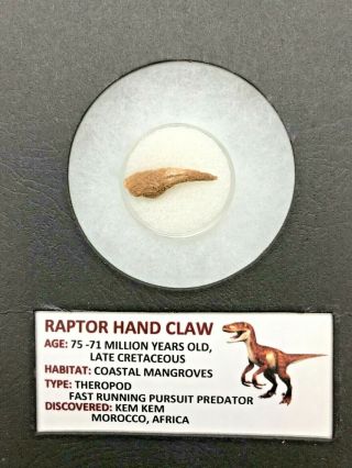 Ancient Rare Raptor Hand Claw - 75/71 Myo - Bxrthc100