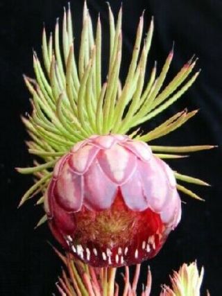 Protea Nana Seeds - Rare South African Shrub - Remarkable Flowers