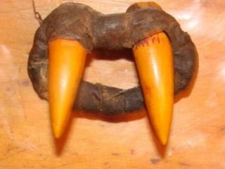Lg Antique Old Unknown Taxidermy Fangs Mouthpiece Hyde Together Animal Teeth