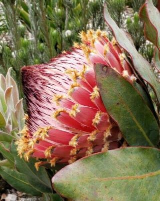 Protea Magnifica Seeds - Rare South African Shrub - Remarkable Flowers