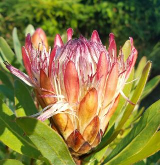 Protea Susannae Seeds - Rare South African Shrub - Remarkable Flowers