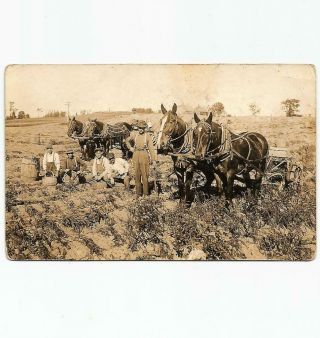 Antique Real Photo Postcard Farmers & Horse Teams Potato Harvest Aroostook Maine