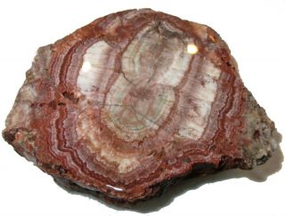 Fungus Petrified Wood From Arizona Very Rare