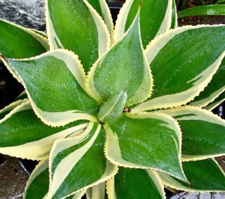 Agave Celsii Multicolor Variegated Pup Rare Succulent 3 "