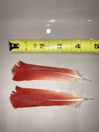 Red Tail Feathers Craft Art Fly Fishing Rare 2pc Parrot Congo African Grey A2