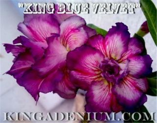 Adenium Obesum Desert Roses Double Flower " King Blue Velvet " 20 Seeds,  Rare