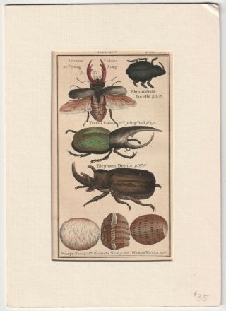 Beetles Wasps Nests Hand - Colored Antique Print 1792 Buffon 