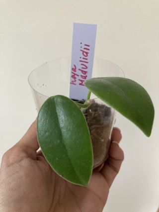 Hoya Madulidii - Black Blooms Rare Rooted Cutting
