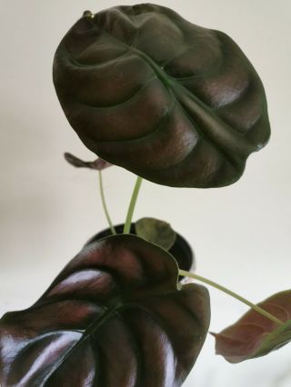 Alocasia Cuprea (red Secret) - Rare Houseplant