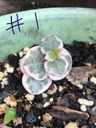 Ceropegia Woodii Variegated String Of Hearts One Starter Plant Rare Pink