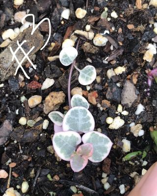 Ceropegia Woodii Variegated String Of Hearts One Starter Plant RARE Pink 3