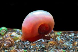 15,  Rare Pearlescent Pink Aquarium Cleaners,  Freshwater,  Extra Snails Per Order