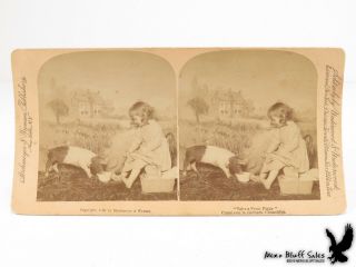 Antique 1892 Real Photo Stereoview Little Girl Feeding Pet Pig With Spoon Basket