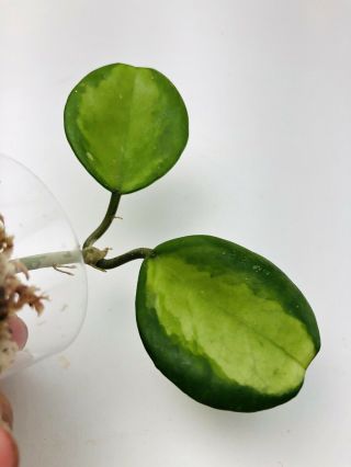 C837 Hoya Obovata Albomarginata (variegated),  Cutting Blooms,  Rare