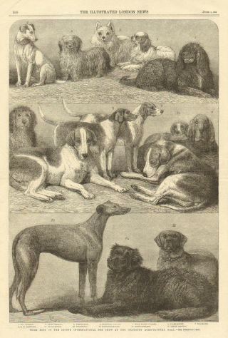 London,  Prize Dog Show,  Fox Hound,  Newfoundland,  Blood Hound,  Antique,  Print