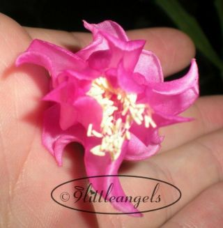 Very Rare " Pink Rose " Cultivar Christmas Cactus Truncata Zygo 3 Cuttings 2 Seg