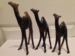 Set Of 3 Vintage Hand Carved Cow Horn Art Camel Figurines 9.  25 " 8.  25 " 7.  25 "