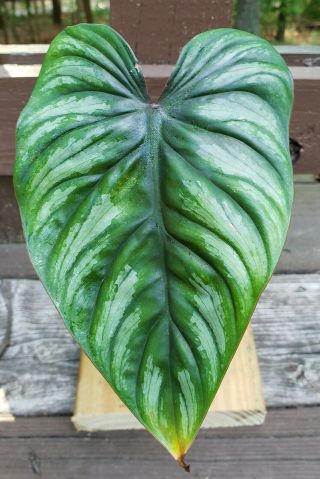 Philodendron Plowmanii Rare Aroid Well Rooted Healthy Specimen