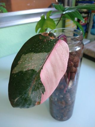 Rare Pink Princess Philodendron Variegated Aroid Rooted Cutting