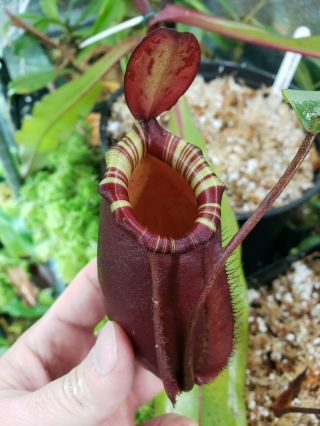 Nepenthes Ampullaria X Northiana - Large Rooted Cutting - Extremely Rare Plant