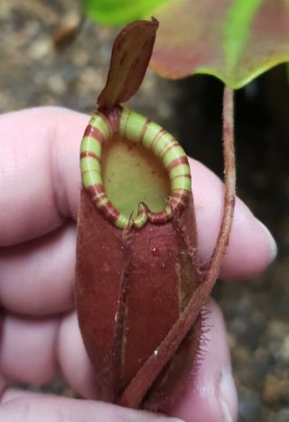 Nepenthes ampullaria x northiana - Large Rooted Cutting - Extremely Rare Plant 2