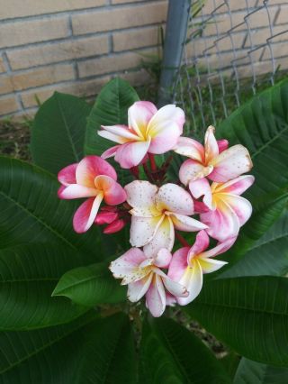 Hawaiian White And Pink (rare) Plumeria 8 To 12 " - Rooted Plant 2 - 3 Tips