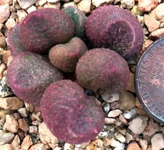 Succulent Plant - - Adromischus Marianiae “pop Hearts” - - Rare - One Leave For Rooting