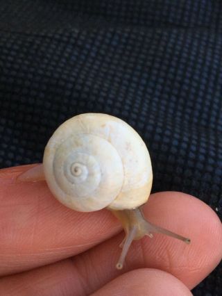 (1) Rare Live White Land Snail,  Gifts Fun/friendly/educational/pets